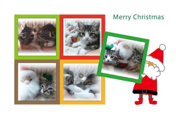 メリークリスマスにゃん(=‘x‘=)