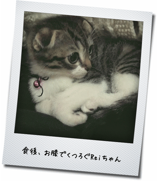 【ヒルズ】犬猫用 a/d 缶 156g これでRenは命を繋いだ そしてここからが猫缶放浪は始まる
