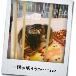 【猫動画】言わんこっちゃないニャン！