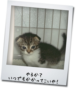 Rei くるなら来い Rei くるなら来い