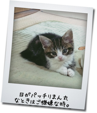 【猫動画】猫じゃらしの正しい攻略法を考えついた!