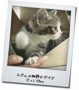 物静かなRen 物静かなRen