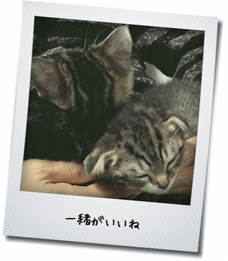 一緒がいいね 一緒がいいね