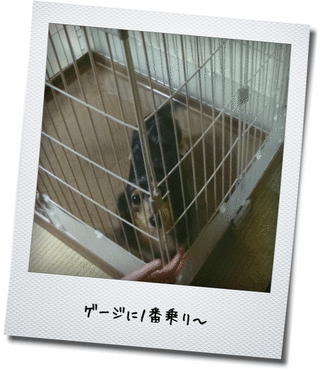 ゲージに1番のりのさくら ゲージに1番のりのさくら