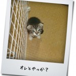 【猫動画】猫プロレス～失礼な解説者たち～」