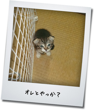 【猫動画】猫プロレス~失礼な解説者たち~」