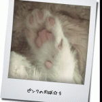 【猫動画】カメラ目線で甘える子猫