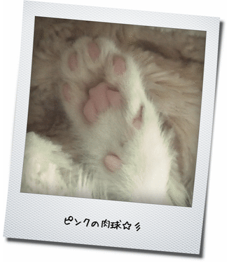 【猫動画】カメラ目線で甘える子猫